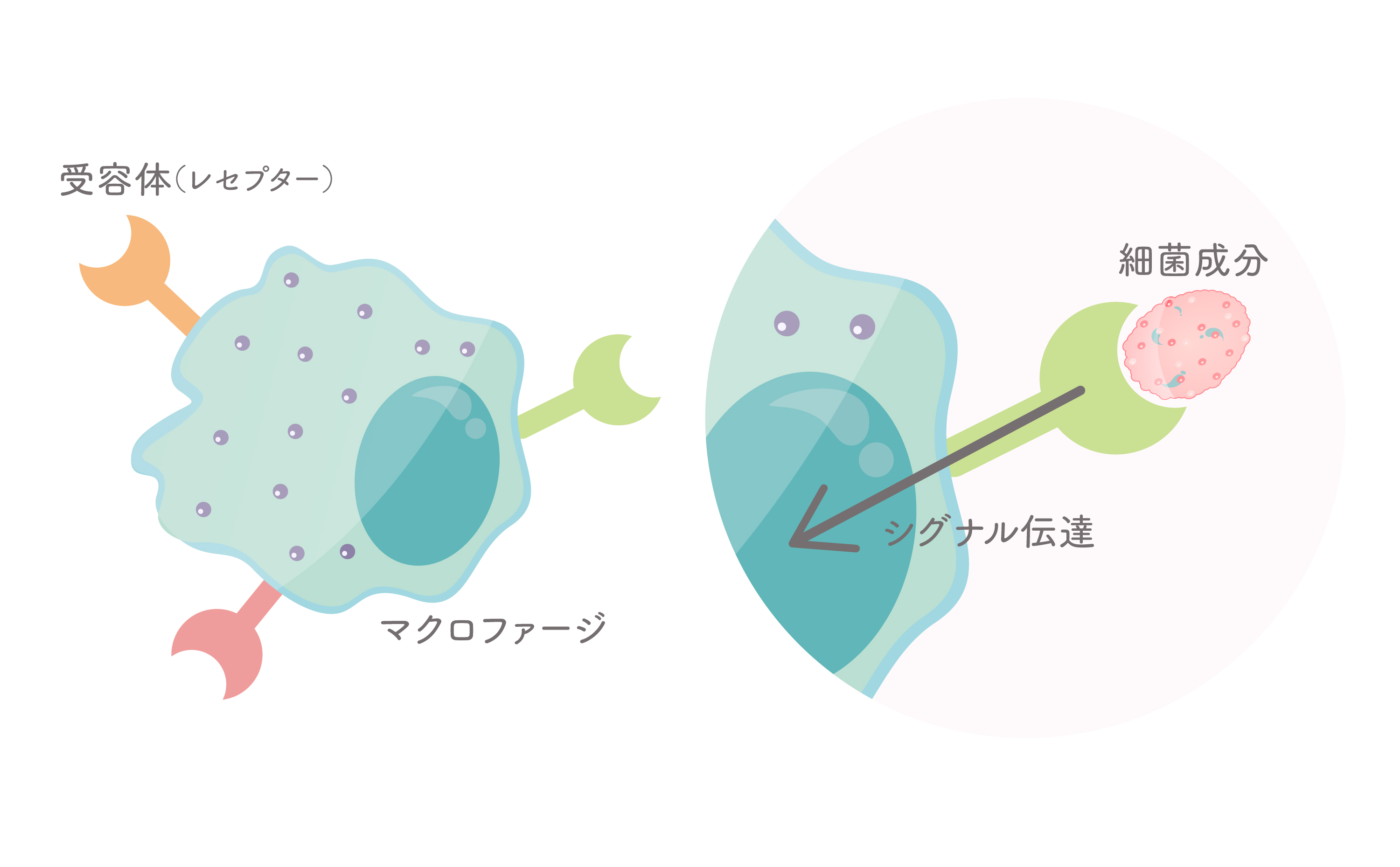 「超・自然免疫学とLPS」イベントレポート